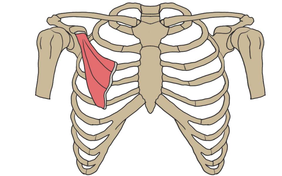 Anatomische Darstellung: Lage des Musculus pectoralis minor am Brustkorb