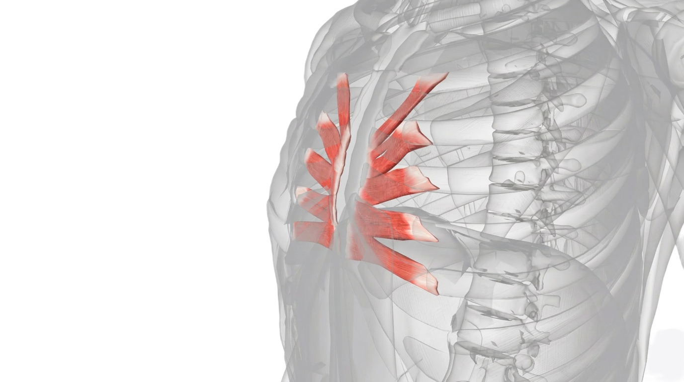 Anatomische 3D-Darstellung des Musculus transversus thoracis an der Innenseite des Brustkorbs